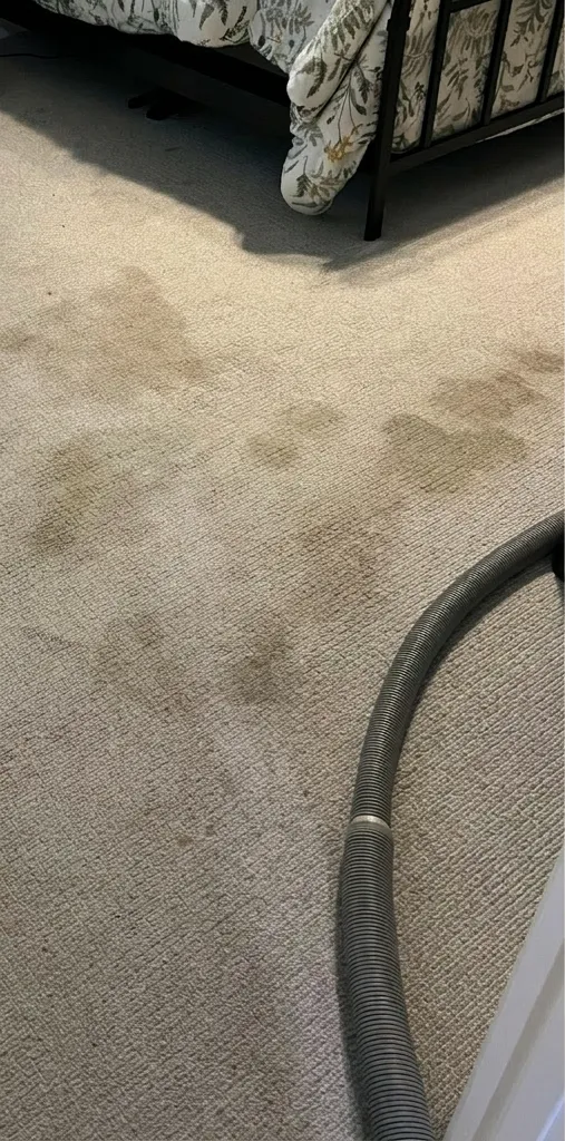 Before: Pet Stain & Odor Treatment